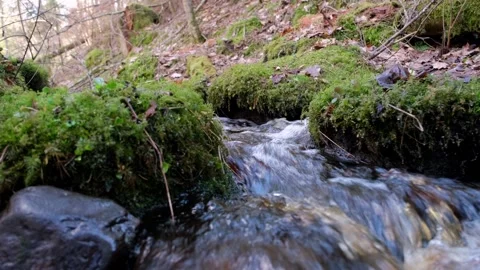 A small forest stream with water that flows in sharp curves. Stock Footage 220076994