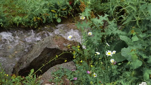 A small forest stream with water rapidly flowing over the stones Stock Footage 157925693