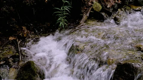 A small forest stream with water rapidly flowing over the stones Stock Footage 157964991