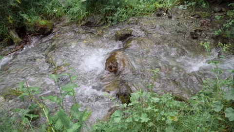A small forest stream with water rapidly flowing over the stones Stock Footage 158049786