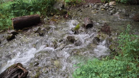 A small forest stream with water rapidly flowing over the stones Stock Footage 158049961
