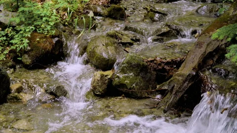 A small forest stream with water rapidly flowing over the stones Stock Footage 158089598