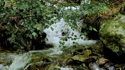 A small forest stream with water rapidly flowing over the stones Stock Footage 158243081