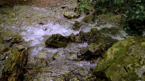 A small forest stream with water rapidly flowing over the stones Stock Footage 158243517