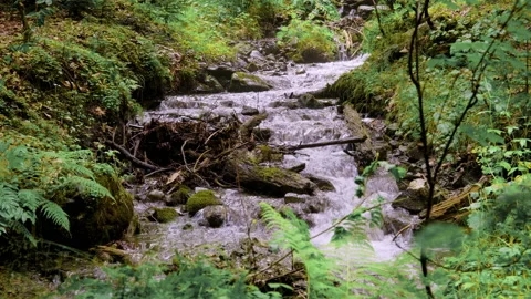 A small forest stream with water rapidly flowing over the stones Stockbeeldmateriaal 158318161