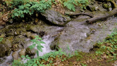 A small forest stream with water rapidly flowing over the stones Stock-Footage 158546065