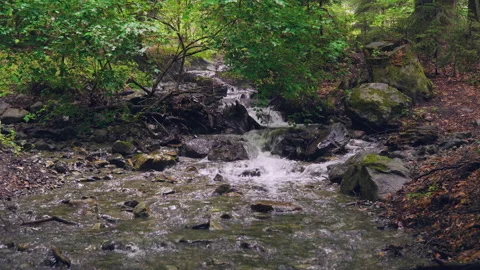 A small forest stream with water rapidly flowing over the stones Stock Footage 158622021
