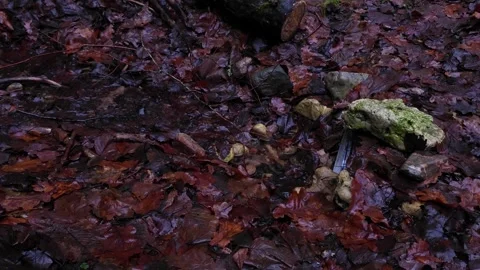 Small Forest Stream Wet Leaves Stock Footage 334372222