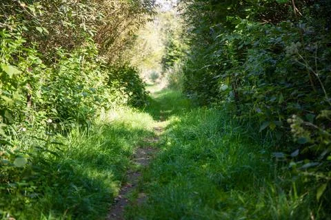 Small forest trample path with lots of green Stock Photos