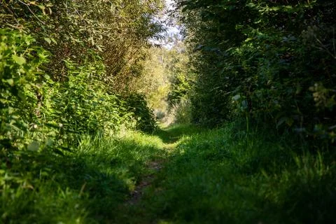 Small forest trample path with lots of green Stock Photos