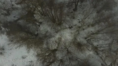 A small forest trees mixed with houses in the fog aerial Stock Footage 201238170