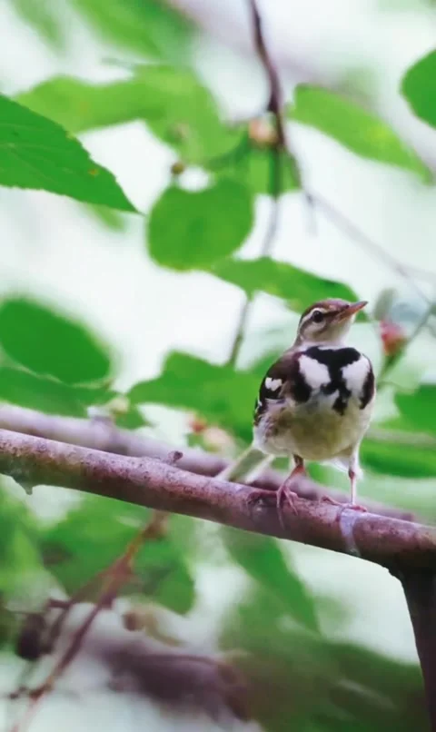 A small forest wagtail bird perched on a tree branch in the wild Stock Footage 335049532