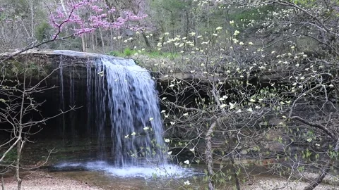 Small Forest Waterfall Behind Spring Dogwood Blossoms, Wide Static Shot Stock Footage 343105768