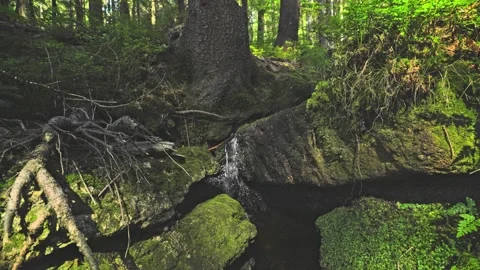 Small Forest Waterfall Between Mossy Rocks Video stock 330154641