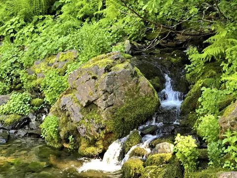 Small Forest Waterfall Flowing Over Moss-Covered Rocks Stock Photos