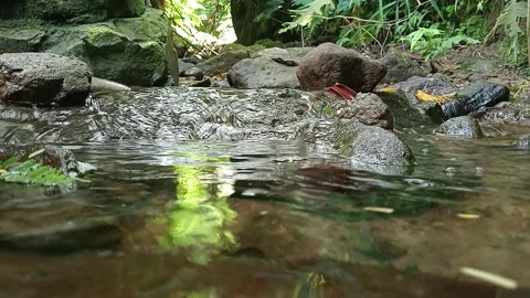 Small Forest Waterfall Stream Flowing Through Rocks Stock Footage 329766594