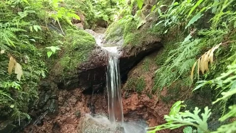 Small Forest Waterfall Surrounded by Green Tropical Vegetation Stock Footage 329781680