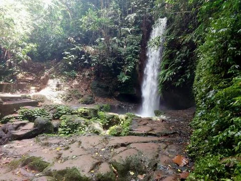 Small Forest Waterfall Surrounded by Lush Tropical Vegetation Stock Photos