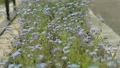 Small forget-me-not fearfully trembling in wind symbol of constancy and fidelity HD Footage