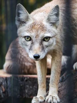 A small fox in a cage looks at the camera. Artistic bl 写真素材
