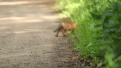 Small fox in forest 库存影片 136493138