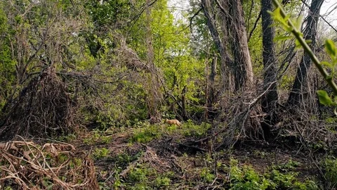 A small fox in his habitat Stock Footage 75806872