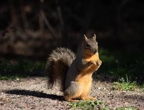 Small fox squirrel sitting up and eating nuts in bright sunshine Stock Photos