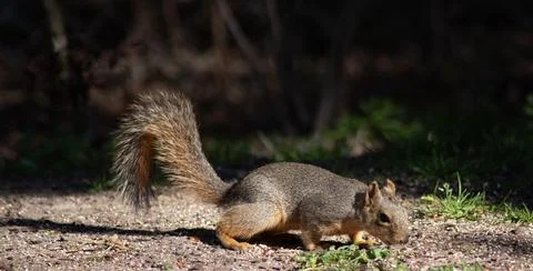 Small fox squirrel sitting up and eating nuts in bright sunshine Stock Photos