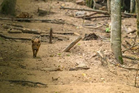 Small fox stands in forest clearing. Dirt path winds through fallen logs. Tal Stock Photos