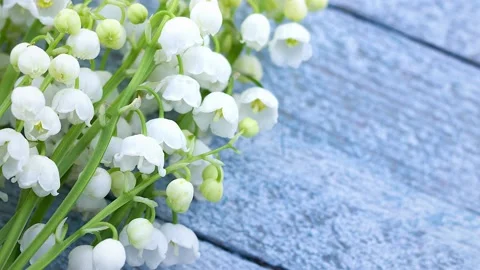 Small fragile fragrant white spring flowers of lily of the valley as a bouquet Video stock 149124025
