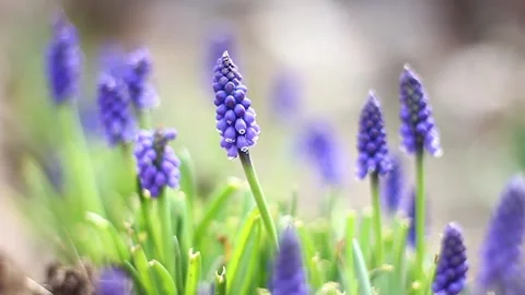 Small fragile hyacinths, close-up Stock Footage 153038430