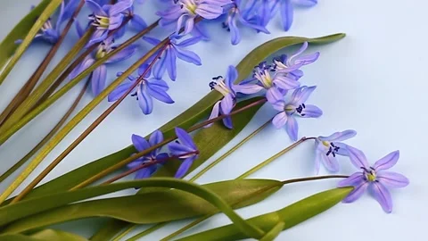 Small fragile spring blue snowflakes lie in a bouquet on a pastel background Stock Footage 169496813