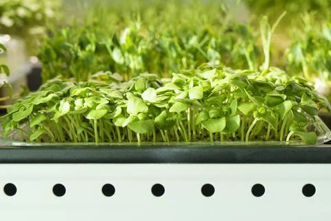 Small fragrant basil micro green leaves in tray. Natural organic food 스톡 사진