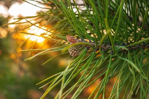 Small fresh cone on the branch in the rays of the setting sun. Long green n.. Stock-Fotos