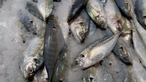 Small  fresh fish. fish market stall with fish Stock Footage 340408392