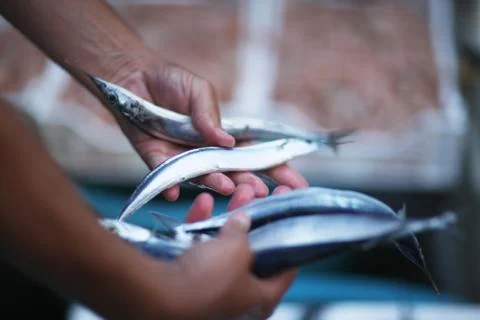 A small fresh fish needle in the hands of a trader in the fish market Stock Photos