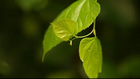 Small fresh leaf on the foreground, big leaf blurred on the back. Macro Vídeos de archivo 7387644