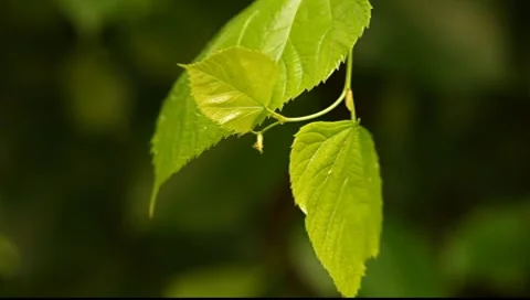 Small fresh leaf on the foreground, big leaf on the back. Macro shot Видео 7391986