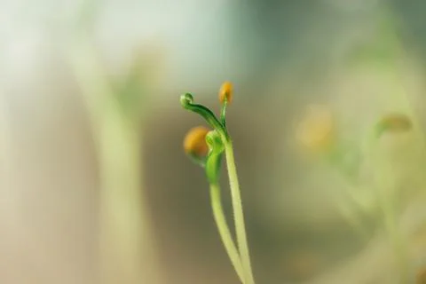 Small fresh seed shoot Stock Photos
