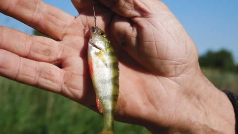 A small freshly caught perch on a hook in the hand of a fisherman. Fishing in Stock Footage 245257208