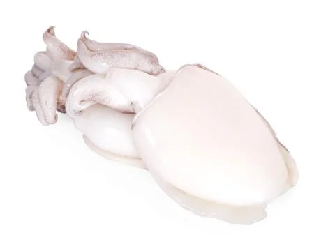 Small freshly squids. Group on row isolated over white background Stock Photos