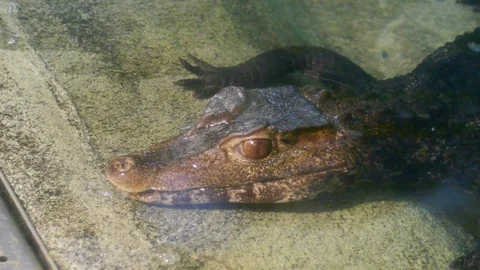 Small freshwater alligator Video stock 69862133