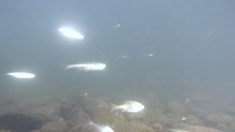 Small freshwater fish swim upstream Stock Footage 312801232