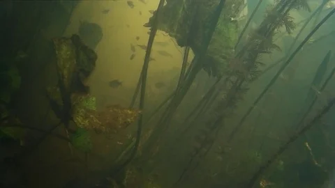 Small freshwater fish under water Stock Footage 77998829