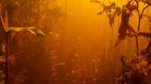 Small freshwater fish under water Stock Footage