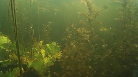 Small freshwater fish under water Stock Footage 78570348
