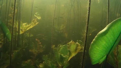 Small freshwater fish under water Stock Footage 78570548