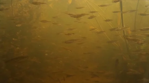 Small freshwater fish under water Stock Footage 78779711