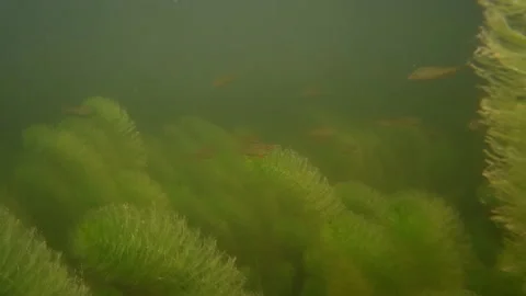 Small freshwater fish under water Stock Footage 90773060