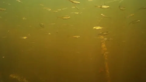 Small freshwater fish under water Stock Footage 90778079